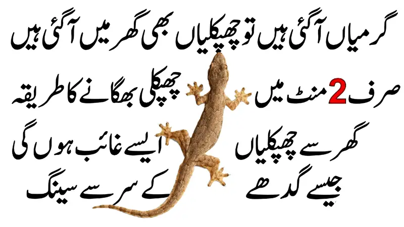 Chipkali Bhagane Ka Tarika in Urdu, Lizard Ko Ghar Se Kaise Bhagaye
