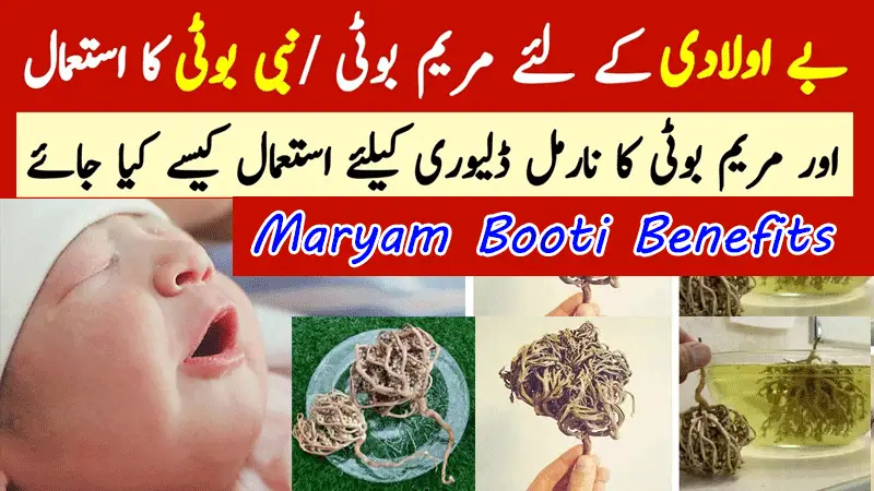 Maryam Booti Benefits, Nabi Booti Uses for Conceiving Pregnancy